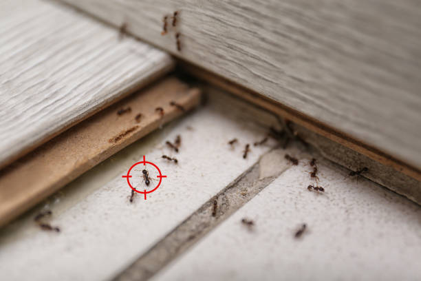 Best Insect Control  in Mack, OH